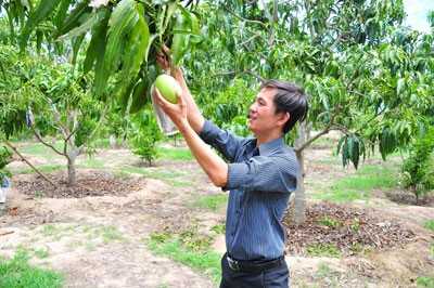 Anh Nguyễn Minh Thuận kiểm tra vườn xoài Tứ Quý  chuẩn bị xuất bán