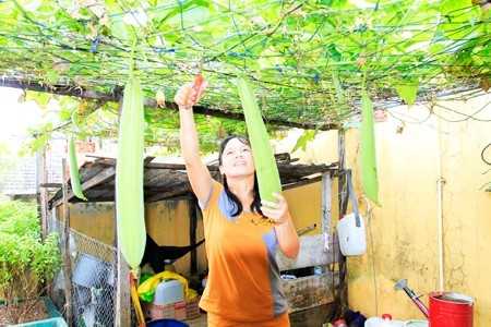 Hộ dân trên đảo Sinh Tồn tự trồng rau ăn