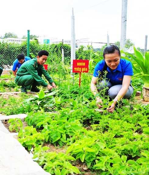 Công trình vườn thuốc quân dân do Thành đoàn Nha Trang thực hiện tại Đồn Biên phòng Cầu Bóng