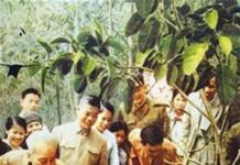 Chủ tịch Hồ Chí Minh tham gia tết trông cây tại ba vì hà tây