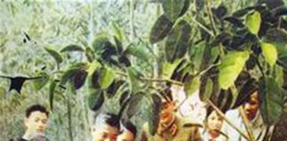 Chủ tịch Hồ Chí Minh tham gia tết trông cây tại ba vì hà tây