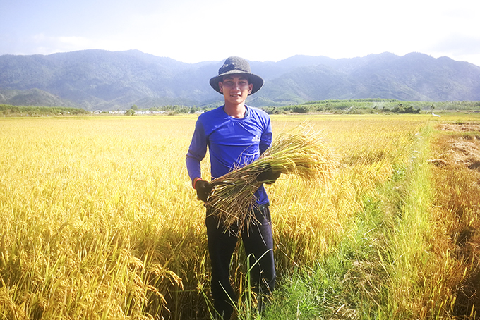 Anh Nguyễn Xuân Trường dành nhiều tâm huyết tìm thị trường tiêu thụ cho sản phẩm lúa gạo RVT của địa phương.